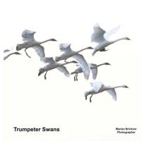 Trumpeter Swans 1986060578 Book Cover