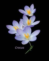 Crocus 1976270502 Book Cover