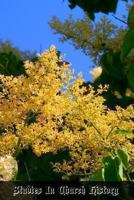 Studies in Church History: Volume 2 Centuries 9 - 14 1470192713 Book Cover