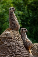 Two Meerkats Chillaxing Journal: 150 Page Lined Notebook/Diary 1695401352 Book Cover