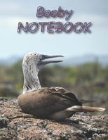 Booby NOTEBOOK: notebooks and journals 110 pages (8.5x11) 1692728946 Book Cover