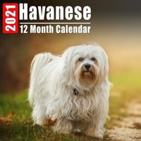 Calendar 2021 Havanese: Cute Havanese Photos Monthly Mini Calendar With Inspirational Quotes each Month B08DC5Y8M8 Book Cover