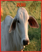 Zeb�: Immagini bellissime e fatti interessanti Libro per bambini sui Zeb� B08XLGJRQR Book Cover