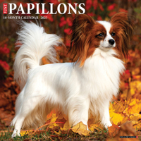 2026 Papillons 12 x 12 Wall 1549252305 Book Cover