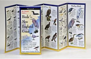 The Ultimate Guide to Birds of the New England Coast (Folding Guides) 1893770540 Book Cover