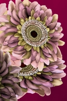 My Week Book: Mijn Week boek- Mon livre de la Semaine- Mein Wochenbuch- Il mio libro della- Settimana- Mi libro de la Semana 1716083729 Book Cover