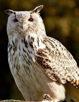 Notebook: Real Snowy Owl Photo Cover on Notebook - Perfect for Owl or Bird Lovers to Use as Notebook Journal or Diary - Large 8.5x11 Size with 100 College Ruled Lined Pages 1075326400 Book Cover