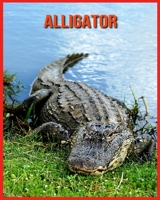 Alligator: Schöne Bilder & Kinderbuch mit interessanten Fakten über Alligator B08WP8C9YD Book Cover