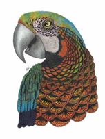 Tangleeasy Lined Journal Parrot 1641780118 Book Cover