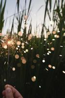 Dazzling Sparkler in a Corn Field: 150 page lined 6 x 9 notebook/diary/journal 1986480534 Book Cover