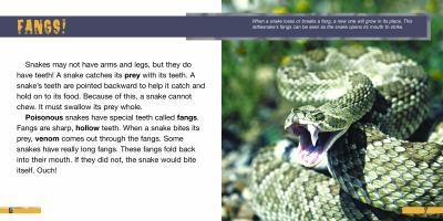 Amazing Animal Teeth (Creature Features) 1404241701 Book Cover