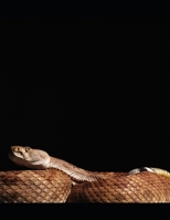The Menacing Anaconda B0GFBS2FX2 Book Cover