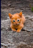 Ethi Pike: Orange Kitten 1725143402 Book Cover