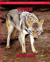 Coyote : Beautiful Pictures & Interesting Facts Children Book about Coyote 1794273522 Book Cover