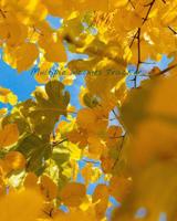 Multiple Incomes Tracker: Manage and Keep Track of Your Multiple Incomes in One Place with the Multiple Incomes Tracker, Golden Autumnal Leaves Cover 109229161X Book Cover