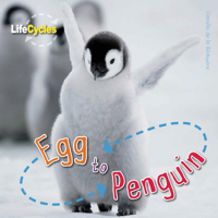 Egg to Penguin Lifecycles 1609920481 Book Cover