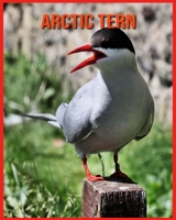 Arctic Tern: Super Fun Facts And Amazing Pictures B08W7JTXDW Book Cover