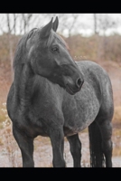 Manual för Noriker Hästar (Swedish Edition) B0CRQSK9L7 Book Cover