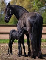 Friesian Horse Lovers Journal 1983615382 Book Cover