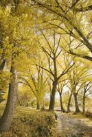 Harrington Hall 1719981655 Book Cover