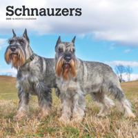 Schnauzers 2025 12 X 24 Inch Monthly Square Wall Calendar Plastic-Free 1975477677 Book Cover