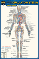 Anatomy of the Circulatory System 1423242688 Book Cover