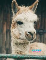 Llama Sketch Book: Practice Painting, Drawing, writing, Sketching or Creative Doodling. 1097795667 Book Cover