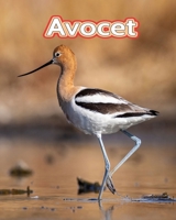 Avocet: Facts Book B0C1DN4RDS Book Cover