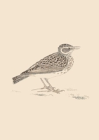 SONNETS FOR BIRDS 0244526923 Book Cover