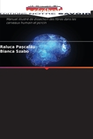 Anatomie de la substance blanche cérébrale 6205279746 Book Cover
