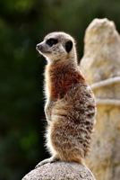 Meercat: The Meerkat or Suricate Is a Small Carnivoran Belonging to the Mongoose Family. It Is the Only Member of the Genus Suricata. 1796396133 Book Cover