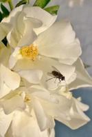 Fly On A Flower Notebook 1979113386 Book Cover