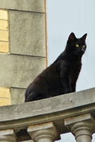 Black Cat on the Balcony Journal: 150 Page Lined Notebook/Diary 1673749461 Book Cover