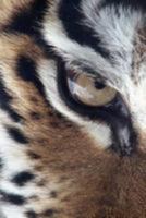 Tiger Eye Notebook 198192535X Book Cover