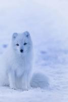 ARCTIC FOX: The Arctic Fox has a round body shape, short nose and legs, and short, fluffy ears 1796321664 Book Cover