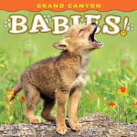 Grand Canyon Babies! 1560375078 Book Cover