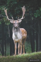 Agenda anual 2020: Agenda anual para 2020, 12 meses, agenda de 52 semanas con tareas y metas; formato pr�ctico 6x9; motivo: Hirsch 1698508212 Book Cover