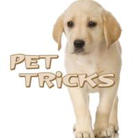 Mi Mascota: Pet Tricks 1604725303 Book Cover