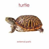 Turtle - external Parts : External Anatomy of the Reptile (testudine) B001AVI05U Book Cover