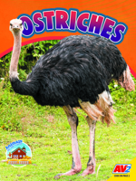 Ostriches 1791147674 Book Cover