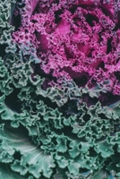 Recipe Journal: Recipe Journal - 6x9 - 120 Lined pages - Recipe Recording Notebook - Matte Cover 1671552946 Book Cover