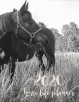 2020 Horse Life Planner: Monthly, Weekly, & Daily Schedules for Humans & Equine, Equine Behavior Snapshots, Equine Maintenance, Appointments, Budgeting Equine & Other Expenses, Worming, Training, & Fe 1690675144 Book Cover