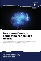 Анатомия белого вещества головного мозга:: Иллюстрированное руководство по рассечению волокон в мозге человека и свиньи 6205279789 Book Cover