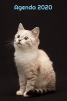 Agenda 2020: Hebdomadaire 1 Semaine par page Format A5 | Janvier 2020 à Décembre 2020 | Planificateur Organiseur Semainier avec Calendrier et Carnet ... Pour les Amoureux des Chats (French Edition) 1711289175 Book Cover