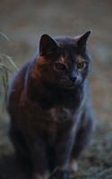 Kid's Petite Barn Cat Journal 1364003023 Book Cover