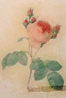 Rosa Centifolia: Floral Notebook with Flower Illustrations on Every Page 1090575890 Book Cover