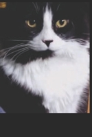 from Dog father to Cat Dad B0F6T5F1PN Book Cover