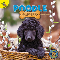 Poodle Puppies 1731628641 Book Cover