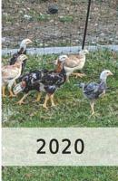 2020: H�hner/Eier Kalender/Landwirt/Hobbyz�chter/Legeaufzeichnung/Eier Legeleistung 1092360808 Book Cover