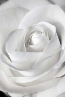 White Rose in Black and white Journal: Take Notes, Write Down Memories in this 150 Page Lined Journal 1974218767 Book Cover